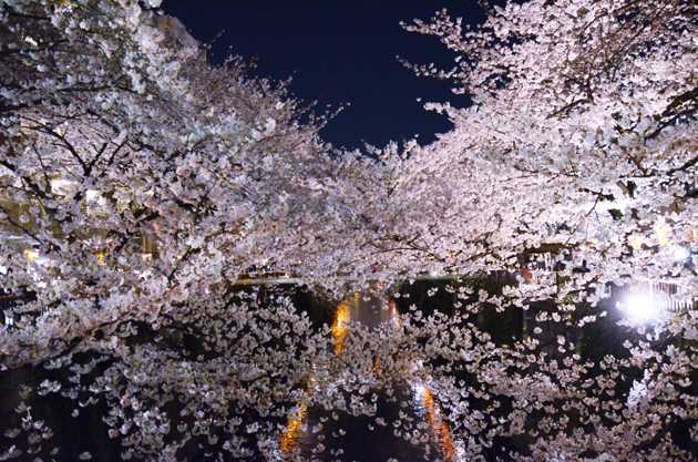 目黒川桜写真_e0171573_232659.jpg