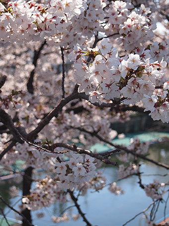 お花見散歩。_b0157575_2342236.jpg