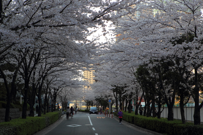 桜_c0008378_21244468.jpg