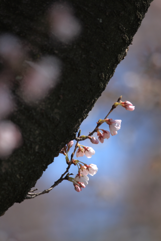 桜_c0134879_18172744.jpg