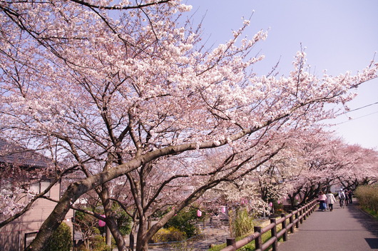 SAKURA_c0197979_18552819.jpg