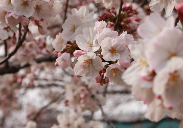 sakura_b0240780_21142290.jpg