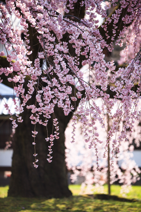 桜！　醍後寺　霊宝館_b0128581_18571023.jpg