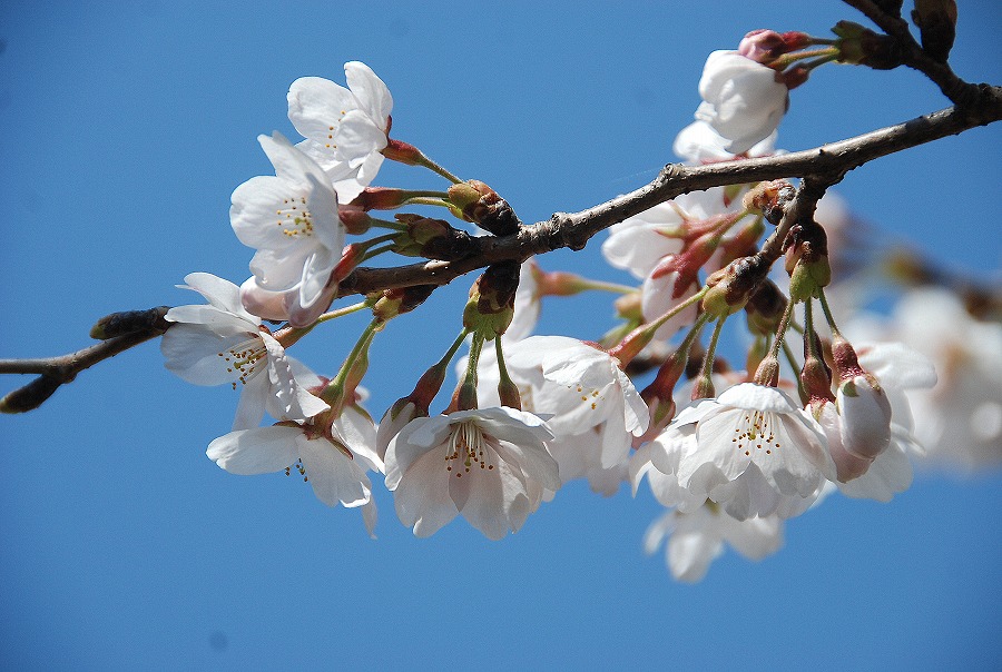 荒川運動公園の桜　_c0187781_16464744.jpg