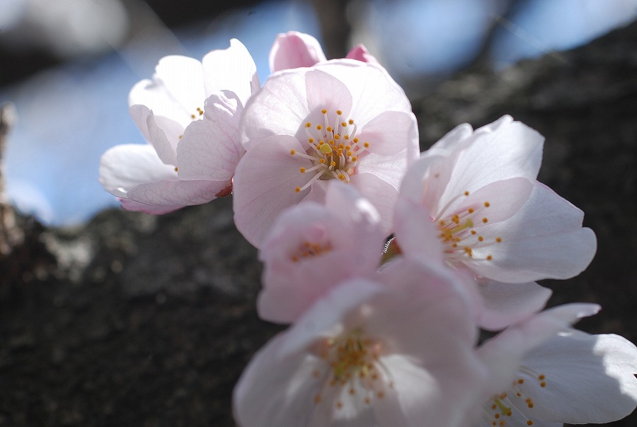 荒川運動公園の桜　_c0187781_16501913.jpg