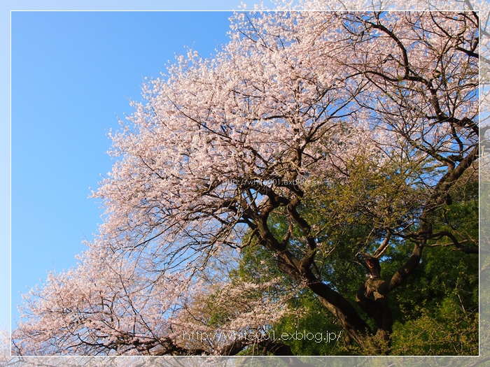 北本自然観察公園　エドヒガン　_e0027083_8531594.jpg