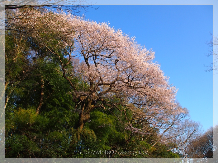 北本自然観察公園　エドヒガン　_e0027083_961419.jpg