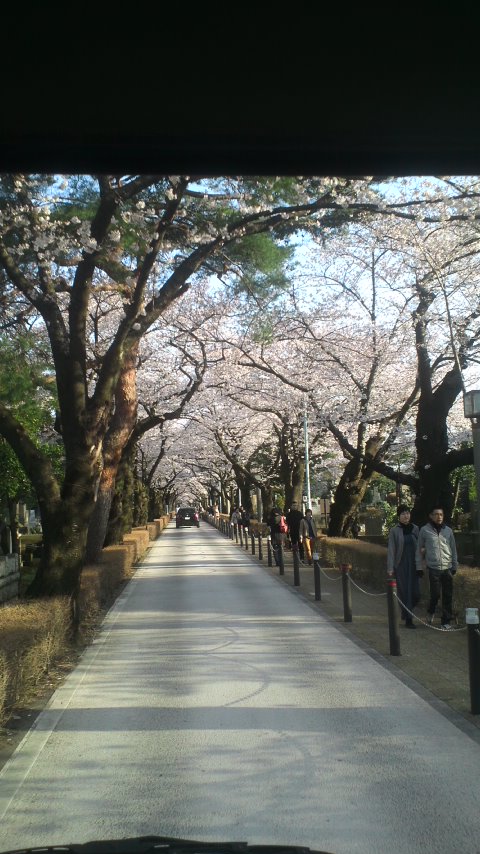 きょうの桜_f0009984_22301369.jpg