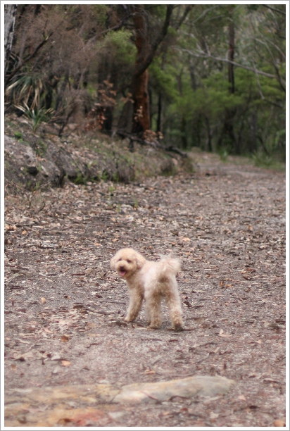 *★*愛犬さん、Echidna(ハリモグラ)を見～つけた*★*_c0085385_1317659.jpg