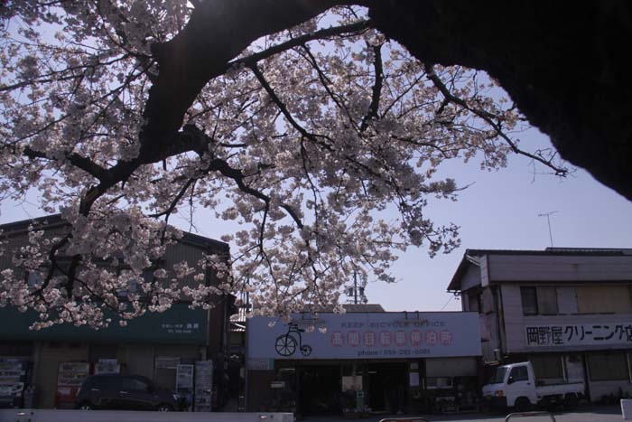 桜_c0177785_20414062.jpg