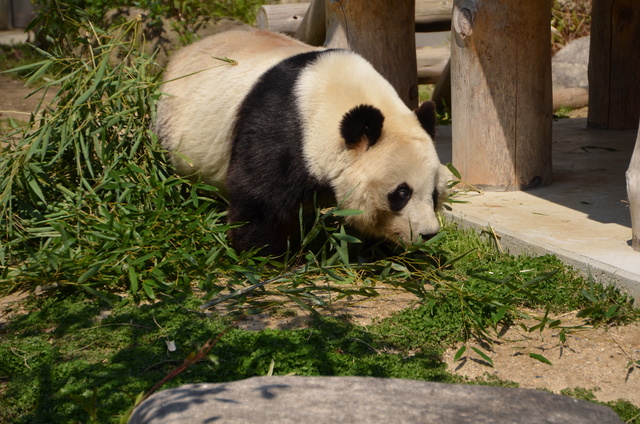 ２０１２年４月神戸パンダ見隊_a0052986_23412096.jpg