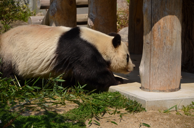 ２０１２年４月神戸パンダ見隊_a0052986_23413988.jpg