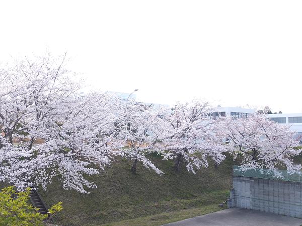 c0046587_2051261.jpg