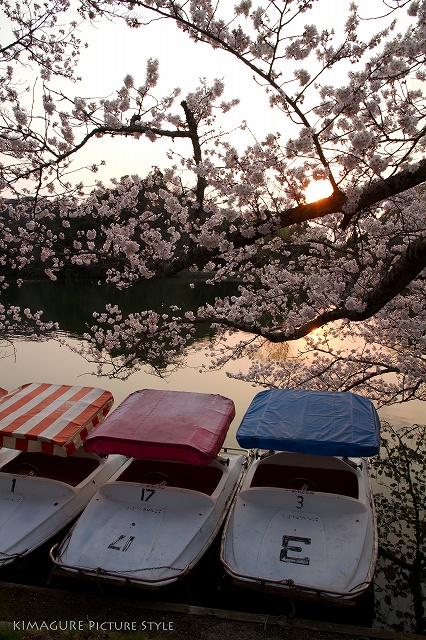 the setting sun and 桜_a0170388_074179.jpg