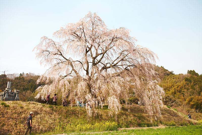 墓守桜_b0163788_21593894.jpg