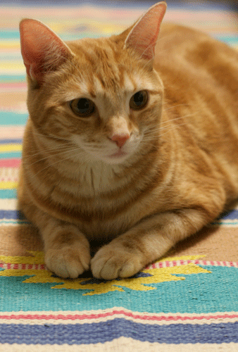 c0193788_19185468.gif