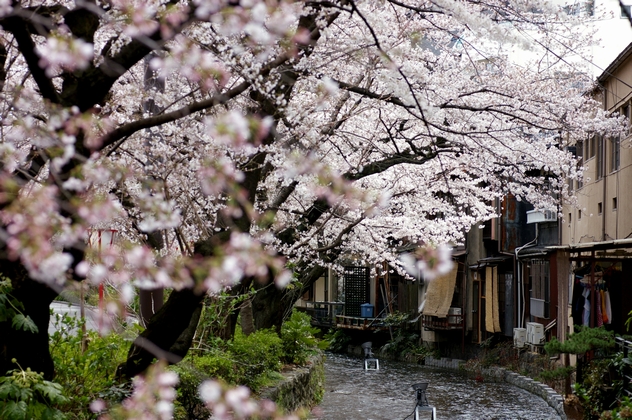 木屋町　高瀬川沿いの桜　2012_b0080789_1122525.jpg