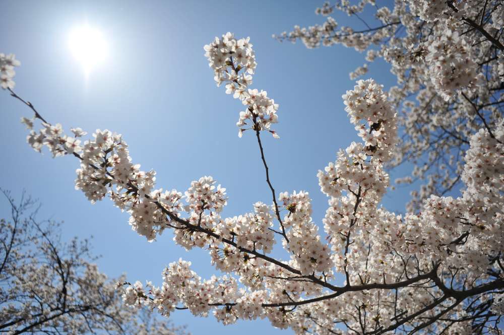 千鳥ヶ淵の桜散策_d0228889_00692.jpg