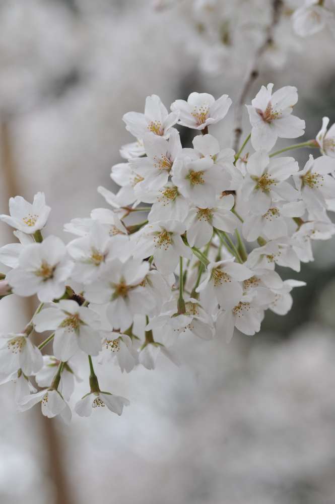 千鳥ヶ淵の桜散策_d0228889_23523797.jpg