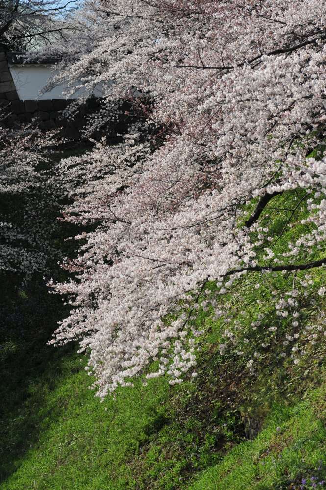 千鳥ヶ淵の桜散策_d0228889_23533380.jpg