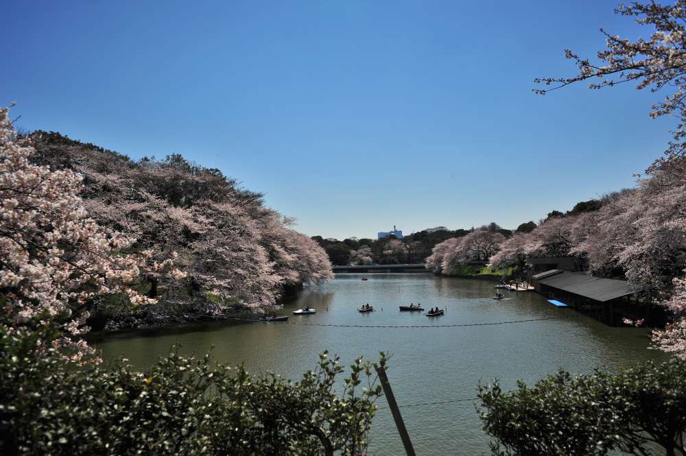 千鳥ヶ淵の桜散策_d0228889_23591922.jpg