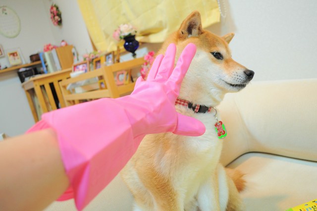 元気をくれる色、色々!!_a0126590_254621.jpg
