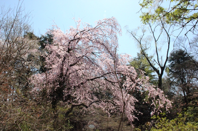 新宿御苑の桜 ②_a0127090_16164172.jpg