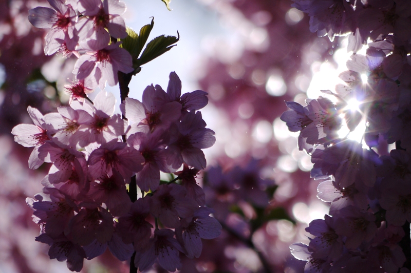 新宿御苑の桜 ②_a0127090_1617543.jpg