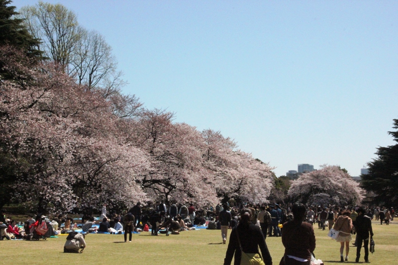 新宿御苑の桜 ②_a0127090_1618680.jpg