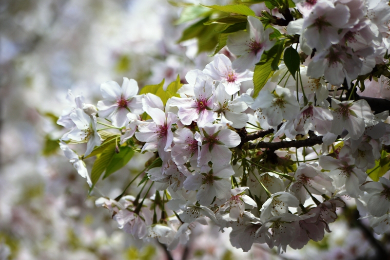 皇居東御苑の桜_a0127090_16361341.jpg