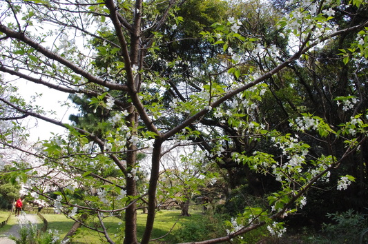 c0068891_8335123.jpg