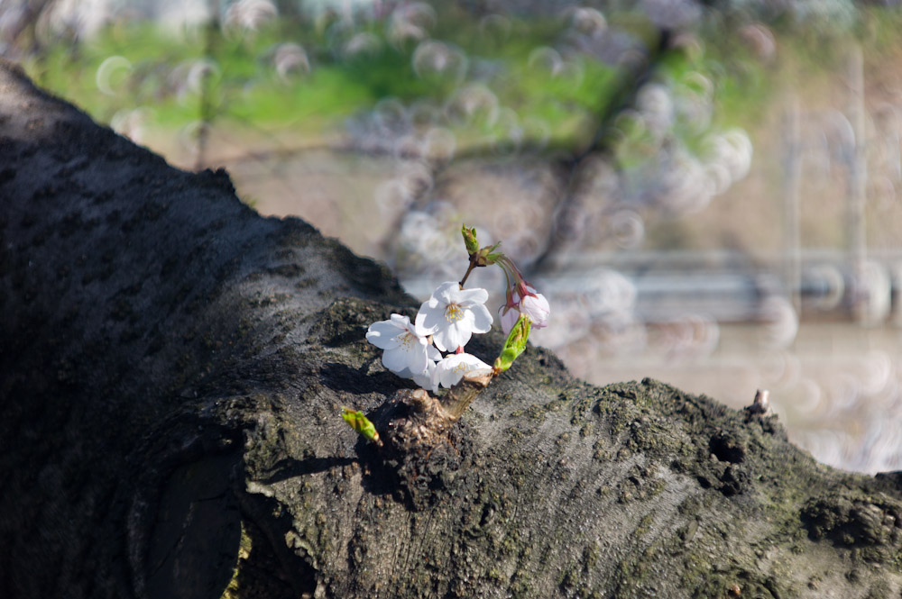 2012-04-09  市ヶ谷の桜_a0179592_2084436.jpg