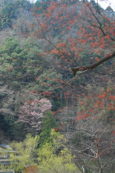 ヒトリシズカ他　―豊田市―                           (12.4.5)_d0168292_1915078.jpg