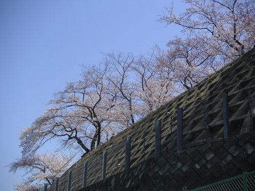 さくら_e0017093_157511.jpg