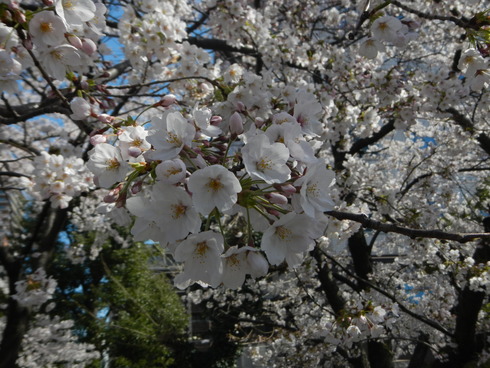 隅田川の桜。_a0093595_2371548.jpg