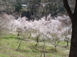 さくらの開花はもうちょっと_b0225495_12253570.jpg