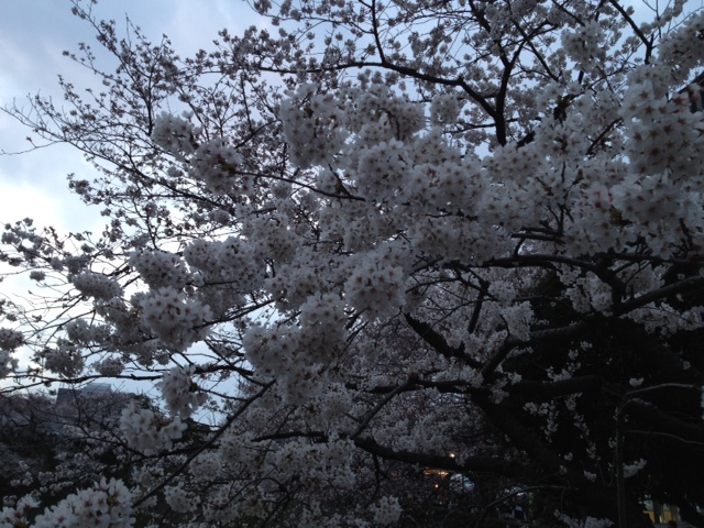 ２０１２年の桜（２）_b0129897_18302483.jpg