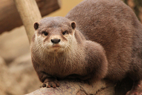 コツメカワウソ：Asian Short-clawed otter_b0249597_6532814.jpg