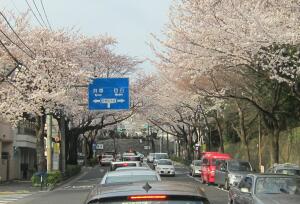 桜 2012_f0072997_17175988.jpg