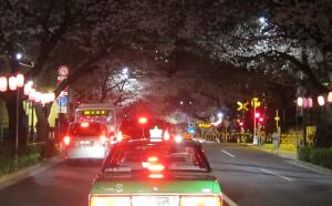 桜 2012_f0072997_171834.jpg