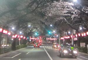 桜 2012_f0072997_1718772.jpg
