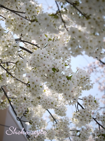 桜満開_a0135999_1849436.jpg