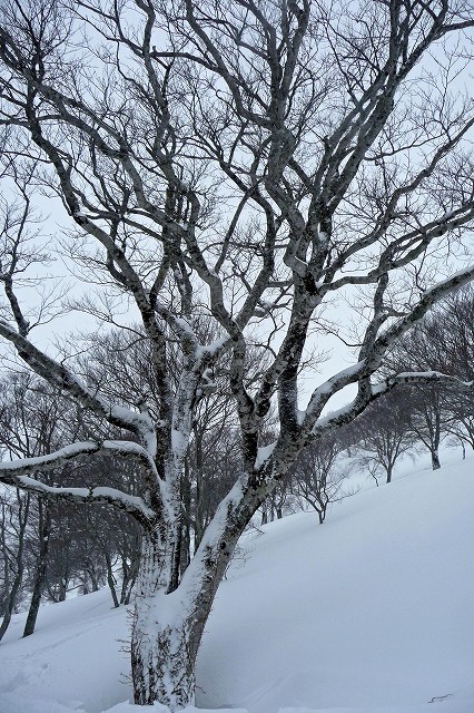 重雪ラッセルも楽し、湯殿山。_e0137200_20403197.jpg