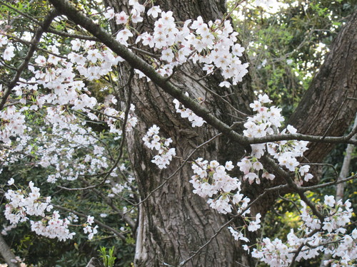 桜の句を詠む_c0075701_19305787.jpg