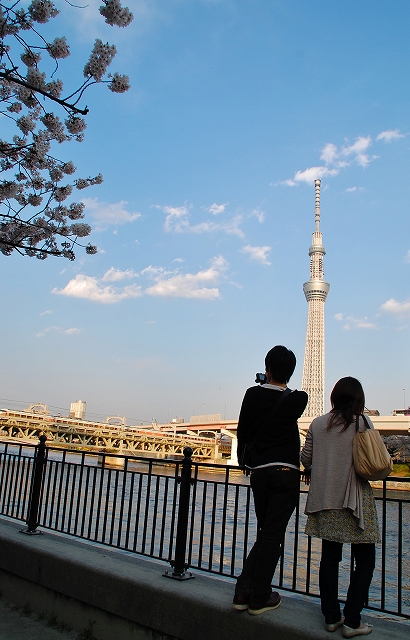 東京の桜満開_a0169902_222385.jpg