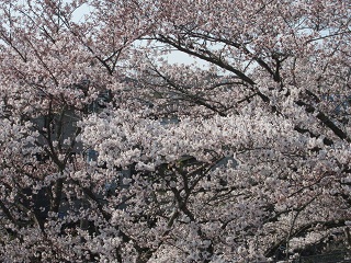 桜の花。_c0152002_9472863.jpg