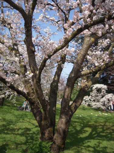 今年もアルベール・カーン美術館、日本庭園で花見_a0060003_138303.jpg