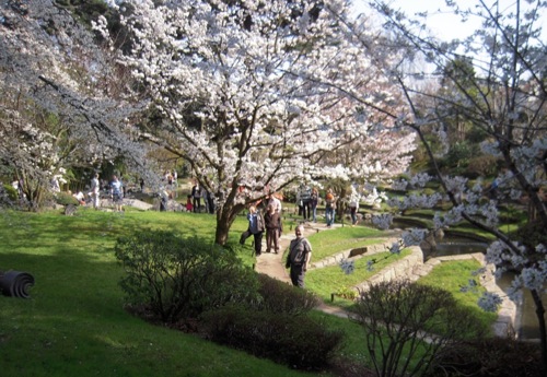 今年もアルベール・カーン美術館、日本庭園で花見_a0060003_1403047.jpg