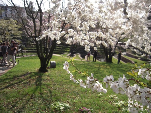 今年もアルベール・カーン美術館、日本庭園で花見_a0060003_1412365.jpg