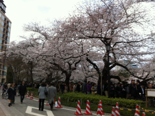 二年ぶりの桜見物_c0112103_13502541.jpg